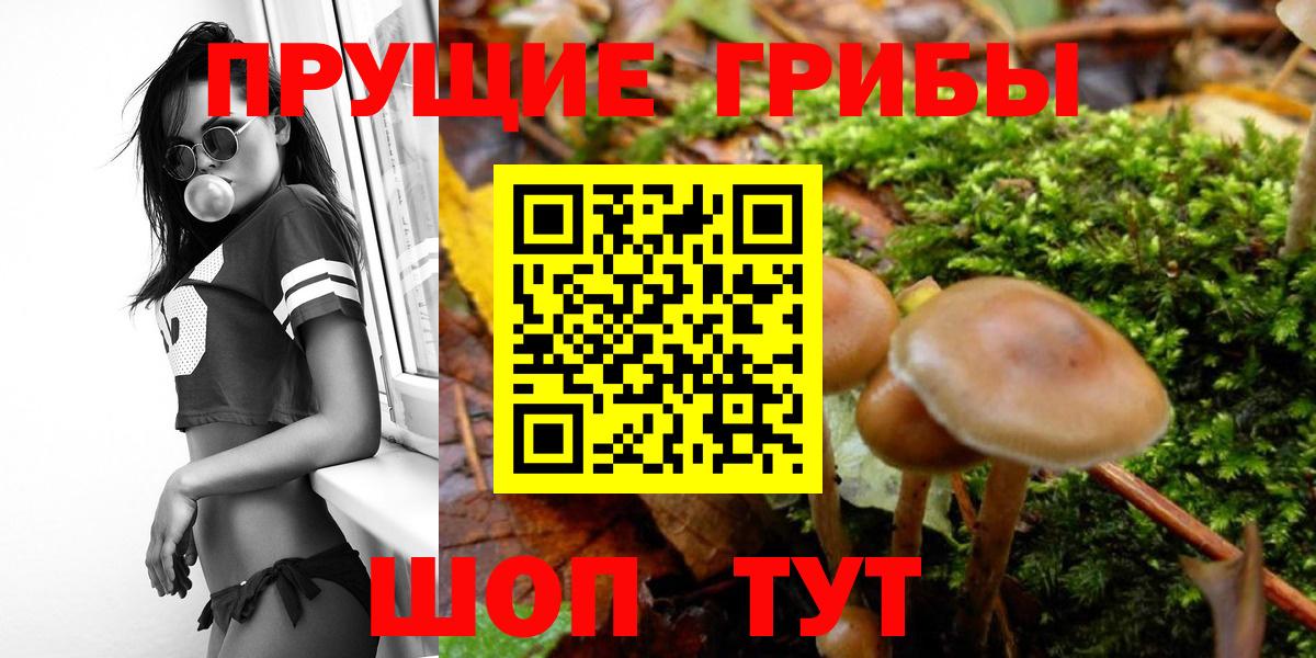 Псилоцибиновые грибы Psilocybine cubensis Моршанск